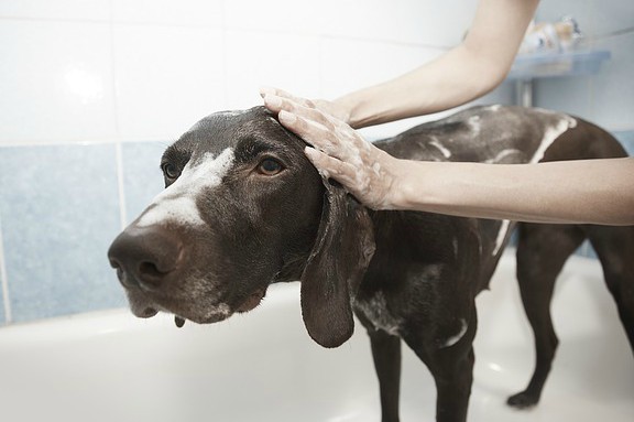 6 najpogostejših napak pri negi kužkov